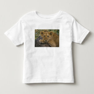 Afrika, Kenia. Portrait eines Löwen. Kleinkind T-shirt