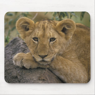Afrika, Kenia. Portrait eines Löwen. Mousepad