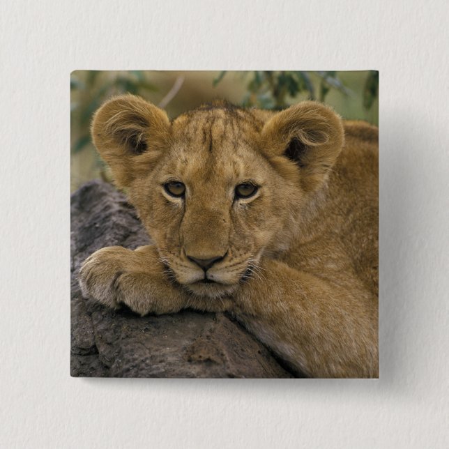 Afrika, Kenia. Porträt eines Löwen. Button (Vorderseite)