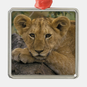 Afrika, Kenia. Porträt eines Löwen. Ornament Aus Metall