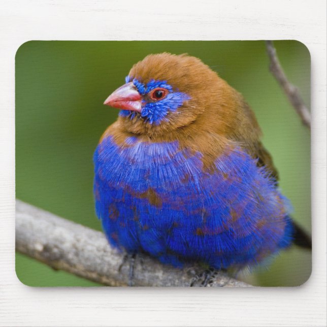 Afrika. Kenia. Purpur-Granadillfink Mousepad (Vorne)