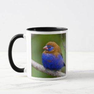Afrika. Kenia. Purpur-Granadillfink Tasse