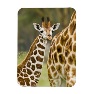Afrika. Kenia. Rothschild-Giraffenbaby Magnet