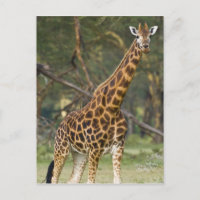 Afrika. Kenia. Rothschild's Giraffe am 2. See