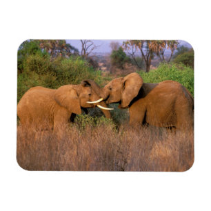 Afrika, Kenia, Samburu. Elefanten-Herausforderung Magnet