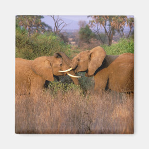 Afrika, Kenia, Samburu. Elefantenherausforderung Magnet