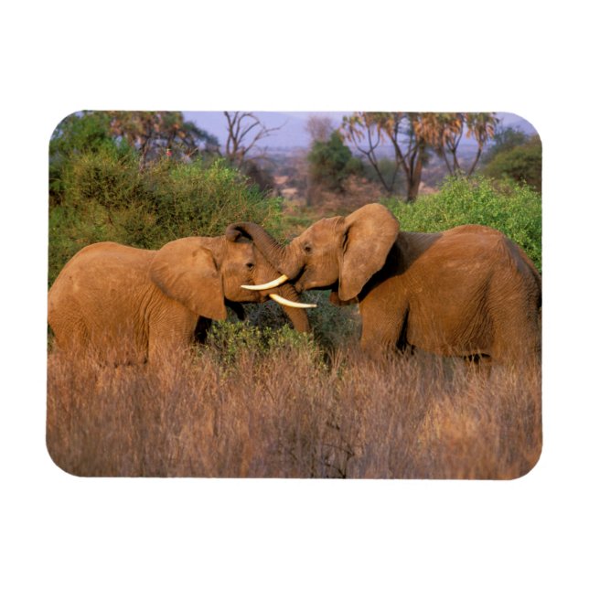 Afrika, Kenia, Samburu. Elefantenherausforderung Magnet (Horizontal)