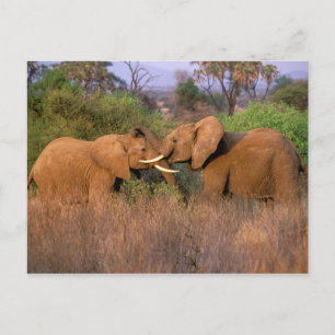 Afrika, Kenia, Samburu. Elefantenherausforderung Postkarte