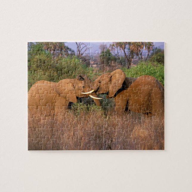 Afrika, Kenia, Samburu. Elefantenherausforderung Puzzle (Horizontal)