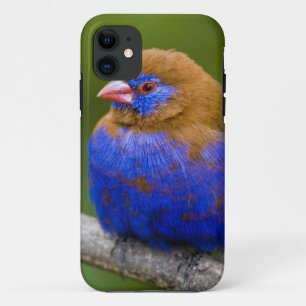 Afrika. Kenia. Violetter Grenadier Case-Mate iPhone Hülle