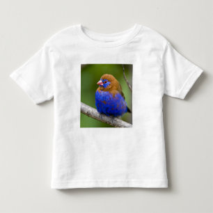 Afrika. Kenia. Violetter Grenadier Kleinkind T-shirt