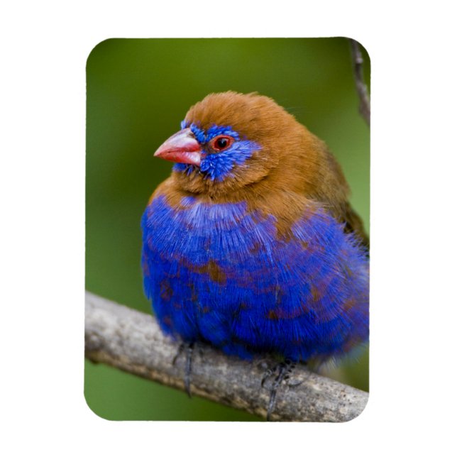 Afrika. Kenia. Violetter Grenadier Magnet (Vertikal)