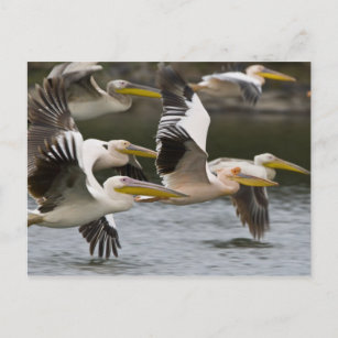 Afrika. Kenia. Weiße Pelikane fliegen am See Postkarte