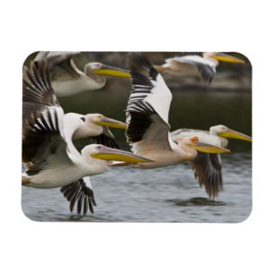 Afrika. Kenia. Weiße Pelikane im Flug am See Magnet
