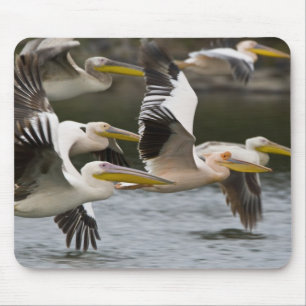 Afrika. Kenia. Weißstörche im Flug am See Mousepad