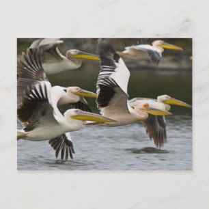 Afrika. Kenia. Weißstörche im Flug am See Postkarte