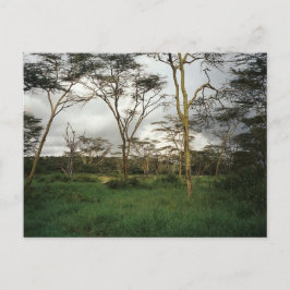 Afrika - Kenia-Wildland Postkarte