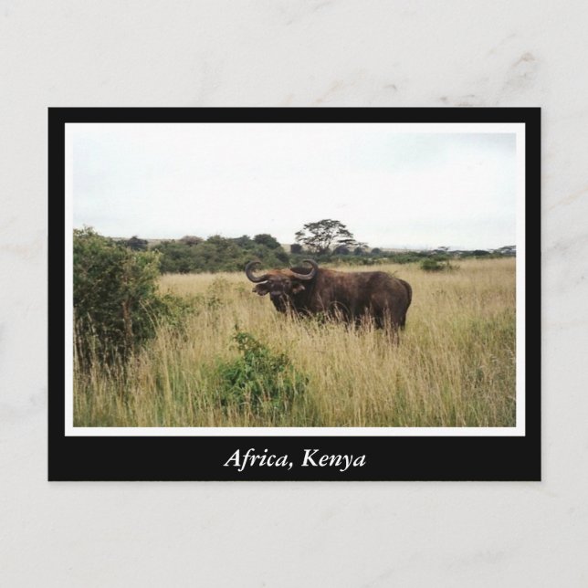 Afrika - Kenia - Wildtiere Postkarte (Vorderseite)