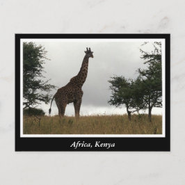 Afrika - Kenia - Wildtiere Postkarte