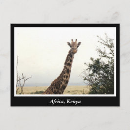 Afrika - Kenia - Wildtiere Postkarte