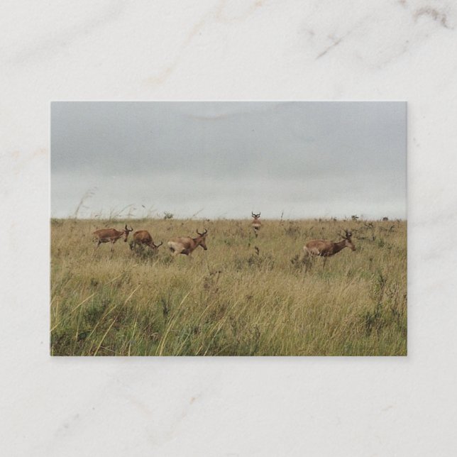 Afrika - Kenia - Wildtiere Visitenkarte (Vorderseite)