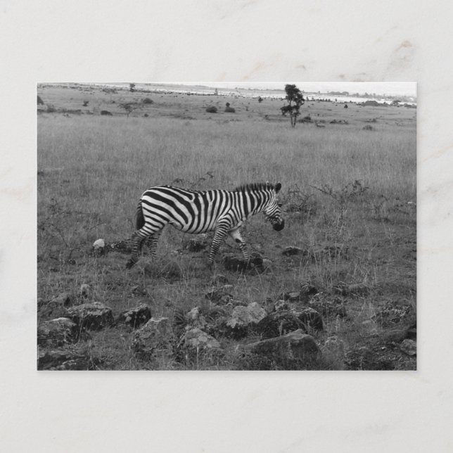Afrika Kenia Zebra im Wilden Postkarte (Vorderseite)