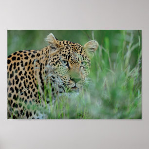 Afrika Leopard Poster