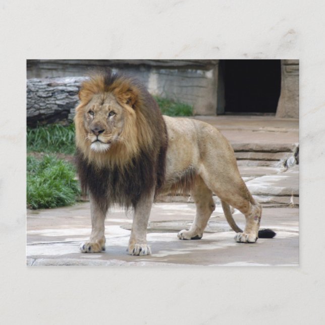 Afrika lion4x6 postkarte (Vorderseite)