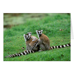 Afrika, Madagaskar, Antananarivo, Tsimbazaza