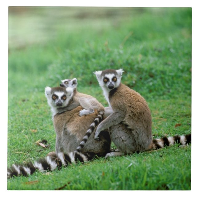 Afrika, Madagaskar, Antananarivo, Tsimbazaza Fliese (Vorderseite)