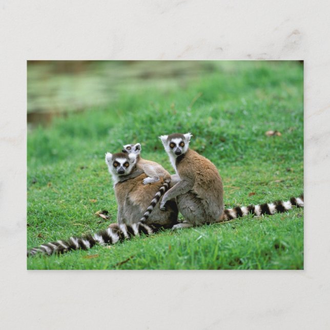 Afrika, Madagaskar, Antananarivo, Tsimbazaza Postkarte (Vorderseite)