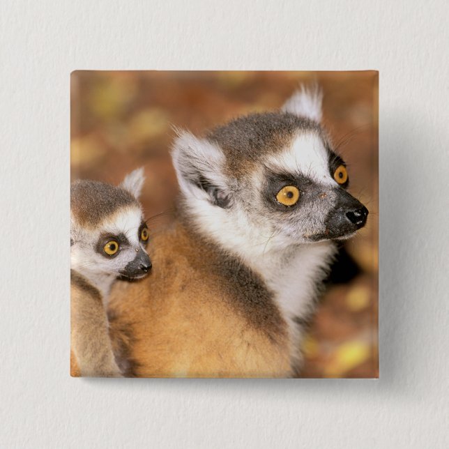 Afrika, Madagaskar, Berenty Private Reserve. Button (Vorderseite)