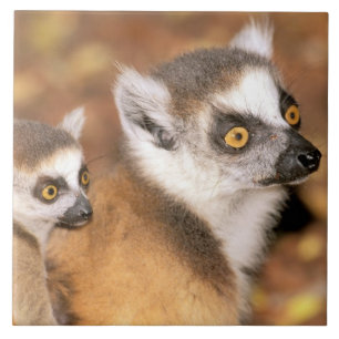 Afrika, Madagaskar, Berenty Private Reserve. Fliese