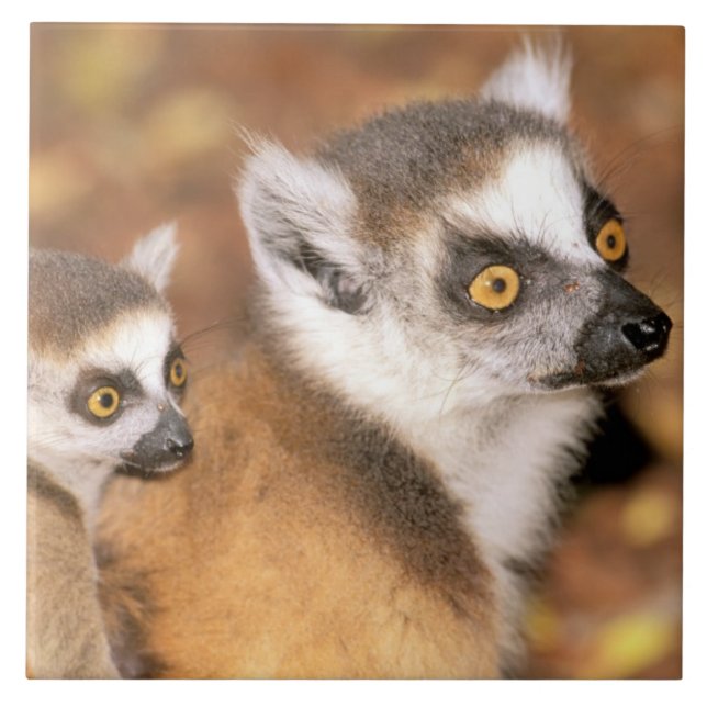 Afrika, Madagaskar, Berenty Private Reserve. Fliese (Vorderseite)