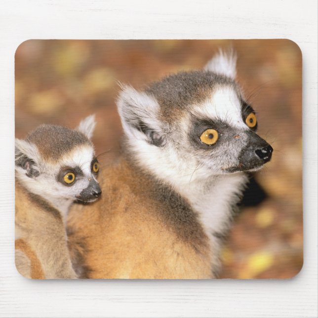 Afrika, Madagaskar, Berenty Private Reserve. Mousepad (Vorne)
