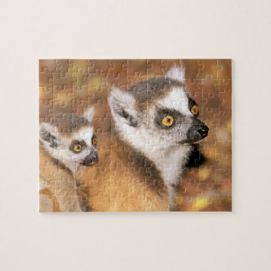 Afrika, Madagaskar, Berenty Private Reserve. Puzzle