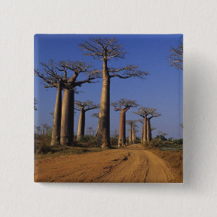 Afrika, Madagaskar, Morondava, Baobab-Allee. Button