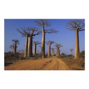 Afrika, Madagaskar, Morondava, Baobab-Allee. Fotodruck