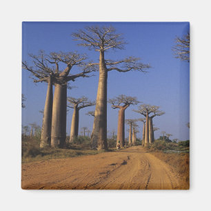 Afrika, Madagaskar, Morondava, Baobab-Allee. Magnet
