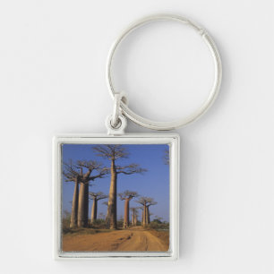 Afrika, Madagaskar, Morondava, Baobab-Allee. Schlüsselanhänger