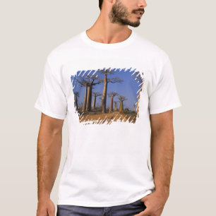 Afrika, Madagaskar, Morondava, Baobab-Allee. T-Shirt