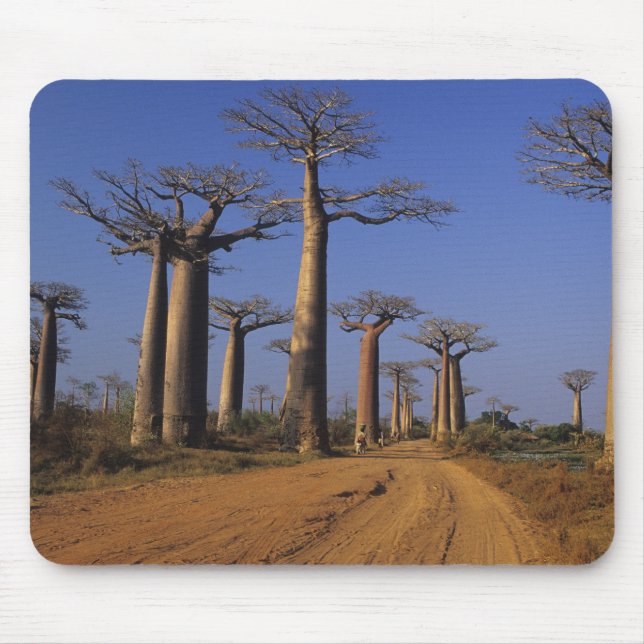 Afrika, Madagaskar, Morondava, Baobab Avenue. Mousepad (Vorne)