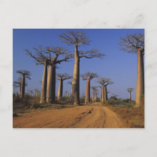 Afrika, Madagaskar, Morondava, Baobab Avenue. Postkarte