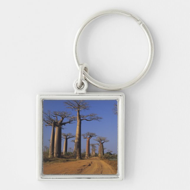 Afrika, Madagaskar, Morondava, Baobab Avenue. Schlüsselanhänger (Vorne)