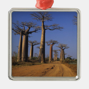 Afrika, Madagaskar, Morondava, Baobab Avenue. Silbernes Ornament