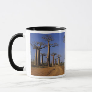 Afrika, Madagaskar, Morondava, Baobab Avenue. Tasse