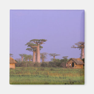 Afrika, Madagaskar, Morondava. Baobabs Magnet
