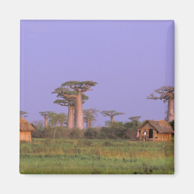 Afrika, Madagaskar, Morondava. Baobabs Magnet (Vorne)