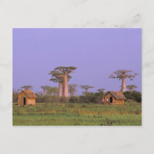 Afrika, Madagaskar, Morondava. Baobabs Postkarte