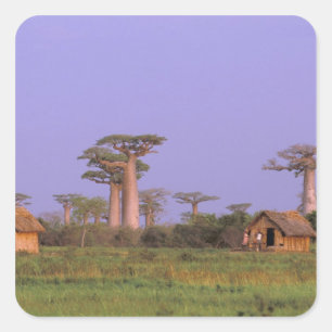 Afrika, Madagaskar, Morondava. Baobabs Quadratischer Aufkleber